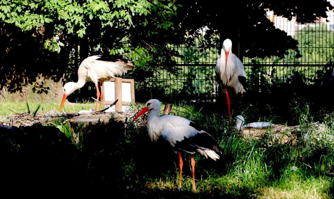 Island Hostel Budapest (Adults Only) Екстер'єр фото White storks